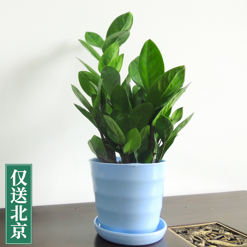 蓝色螺纹盆