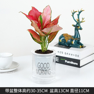 早安蓄水如意皇后