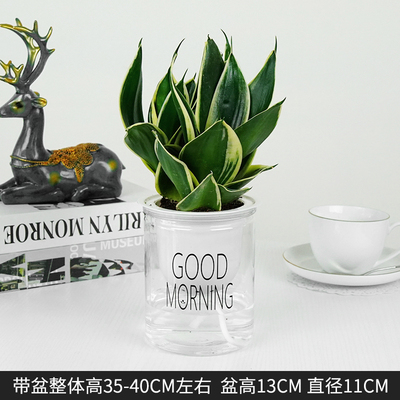 早安蓄水虎皮兰