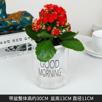 早安蓄水红色长寿