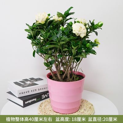 粉色仿瓷螺纹盆