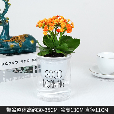 早安蓄水菊色长寿