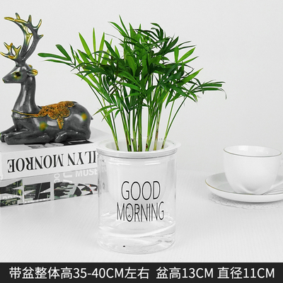 早安蓄水袖珍椰子