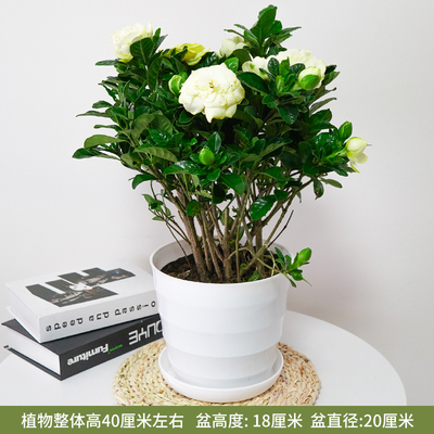 白色仿瓷螺纹盆