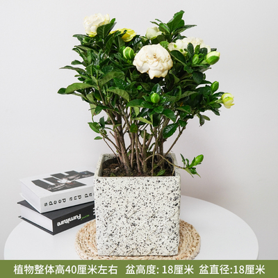 水泥四方奶黄花纹盆