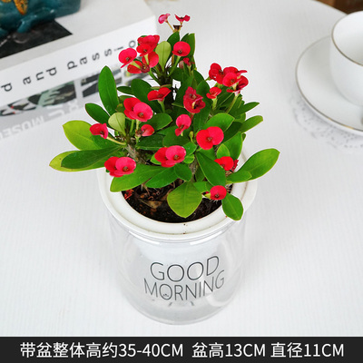 早安蓄水虎刺梅