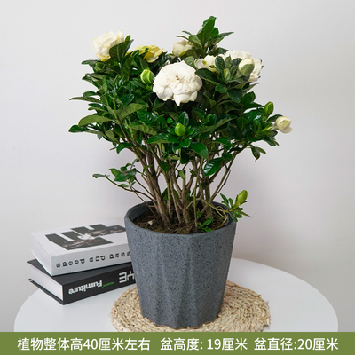 灰色多边盆