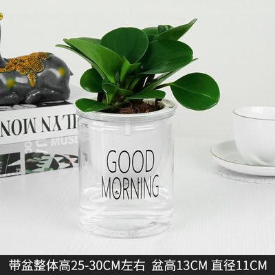 早安蓄水豆瓣绿