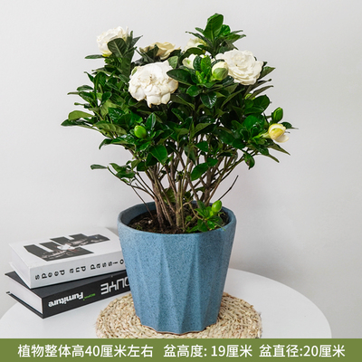 蓝色多边盆