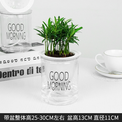 早安蓄水罗汉松