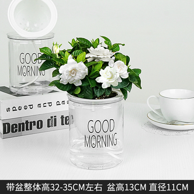 早安蓄水栀子花