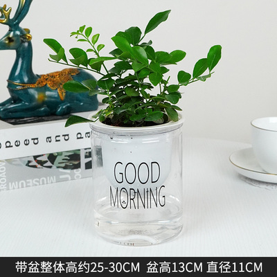 早安蓄水九里香