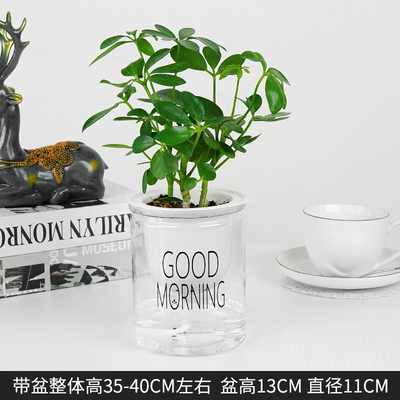 早安蓄水鸭掌木