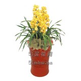 大花蕙兰黄色