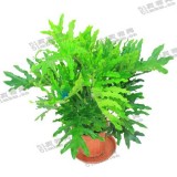 春雨（普通花盆）