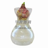 风信子（含瓶）