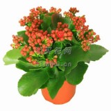长寿花