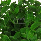 鸭趾吊兰（红塑料盆）