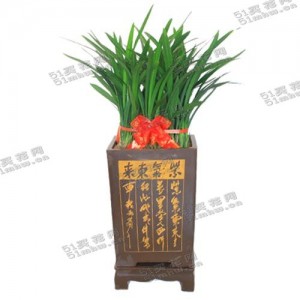 宽叶兰花（大）