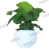 苹果竹芋（大）