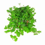 吸毒草