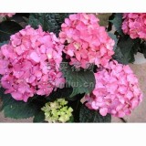 绣球花