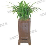 宽叶兰花（中）