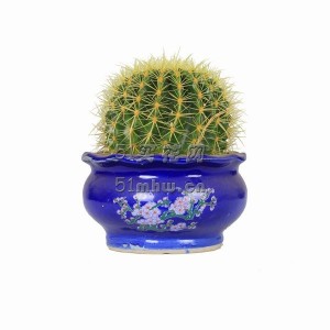 金琥（含瓷花盆）