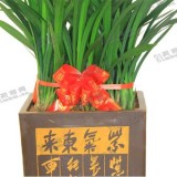 宽叶兰花（大）