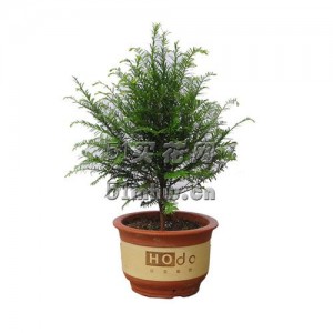 红豆杉（红豆集团）