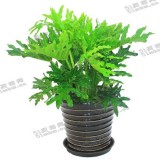 春雨（普通花盆）