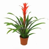 鸿运当头（单株）（种盆）