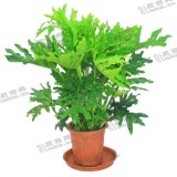 春雨（普通花盆）