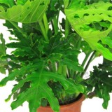 春雨（普通花盆）