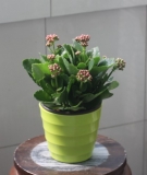 长寿花