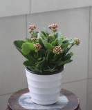 长寿花
