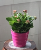 长寿花