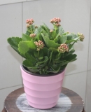 长寿花