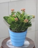 长寿花