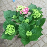 绣球花