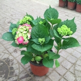 绣球花