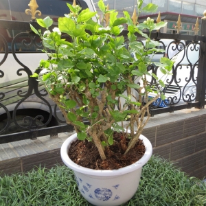 茉莉花