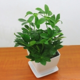 小鸭掌木