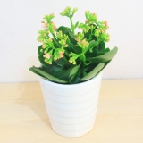 长寿花（种盆）