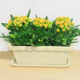 长寿花（长条盆）（3组1种盆）