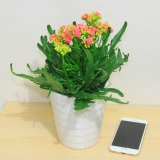 长寿花（种盆）