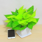 黄金葛（小号）