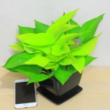 黄金葛（小号）