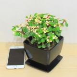 雅乐之舞（小号）