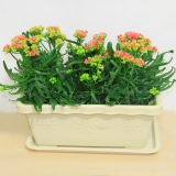 长寿花（长条盆）（3组1种盆）